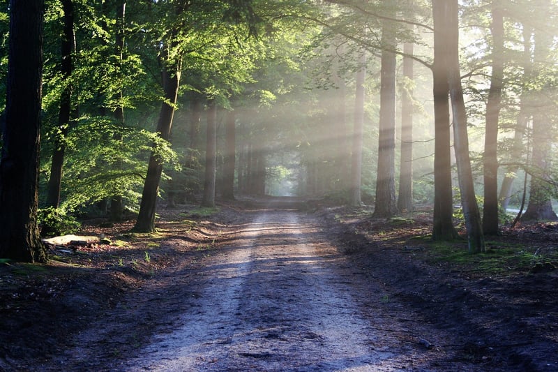 Whimsical Pathways